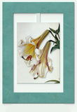 2 Lillies Mini Swing Elegant Blank Greeting Cards