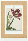 Mini Swing,Tulip With Butterfly, Elegant Blank Greeting Cards with Floral Designs  For All Occasions